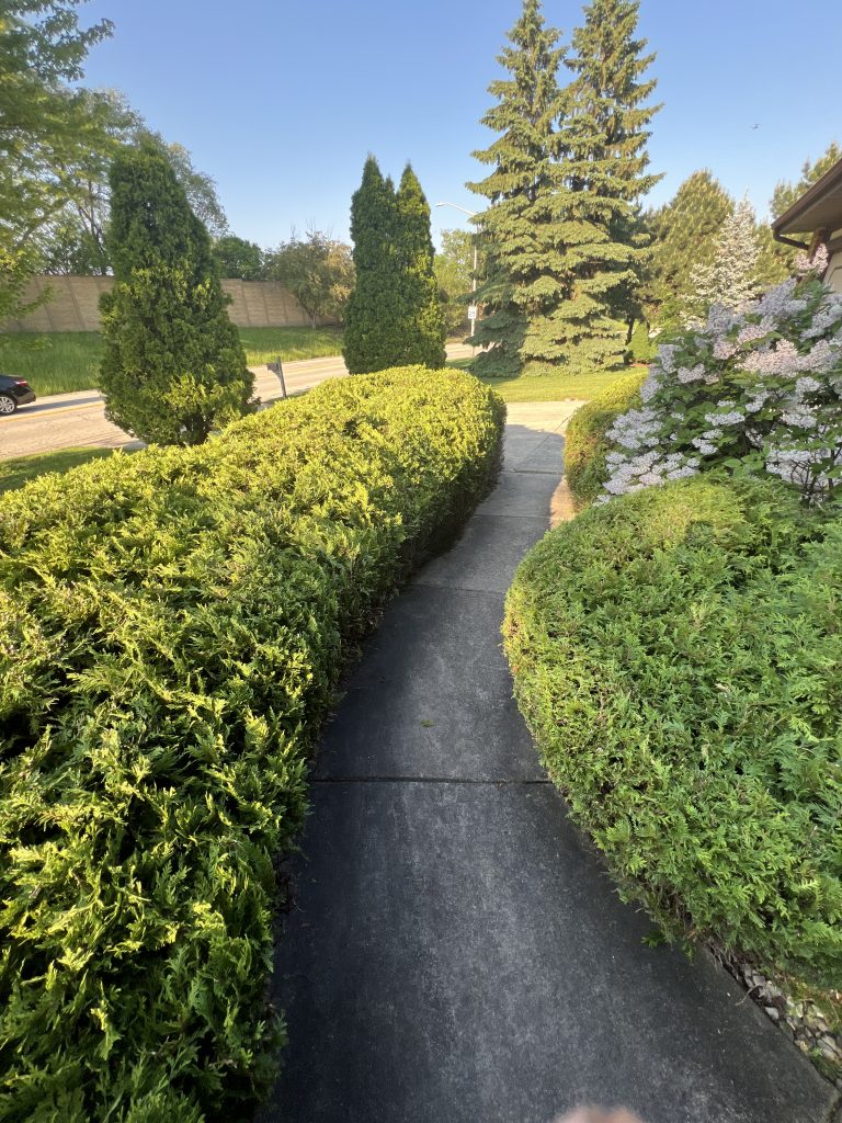Pathway Bush Trimming